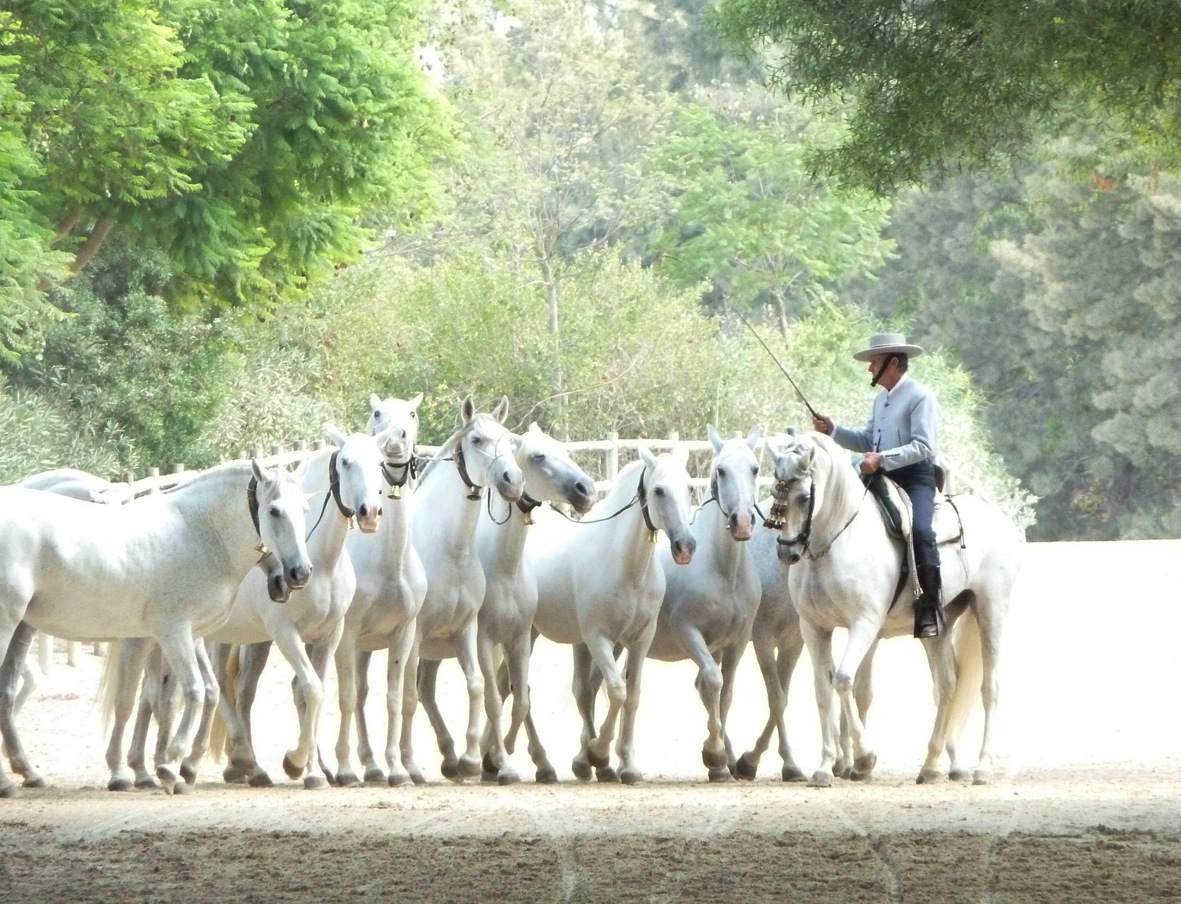 Yeguada Cartuja Cobra